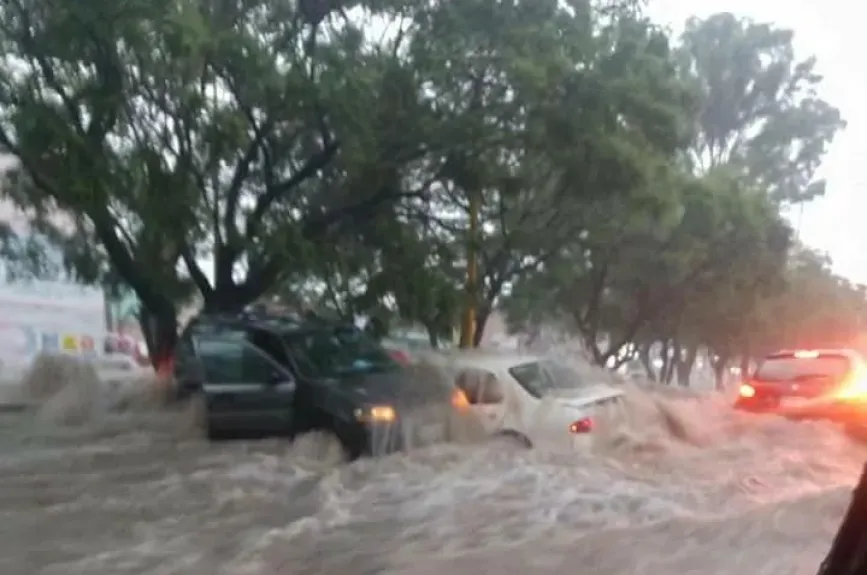 Los árboles sirvieron para detener los autos que eran arrastrados por la corriente