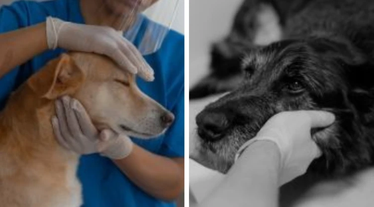 maltrato amimal crueldad estados penas castigos