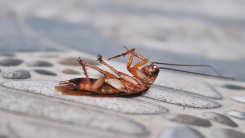 Conoce estos dos ingredientes naturales que puedes usar para trapear y alejar a las cucarachas de tu casa