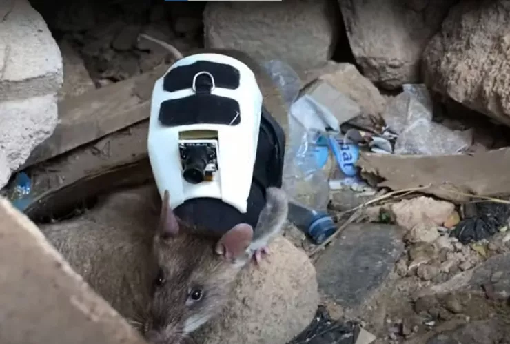 VIDEO Ratas ayudan en la búsqueda de personas atrapadas en Turquía