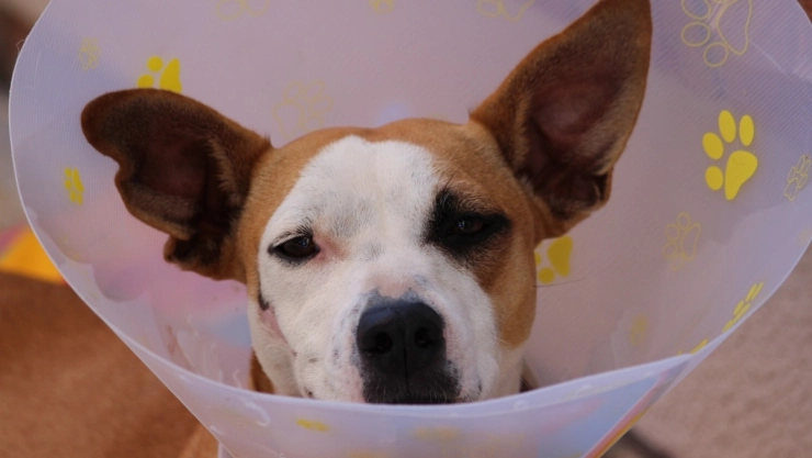 UAM Xochimilco hospital veterinario