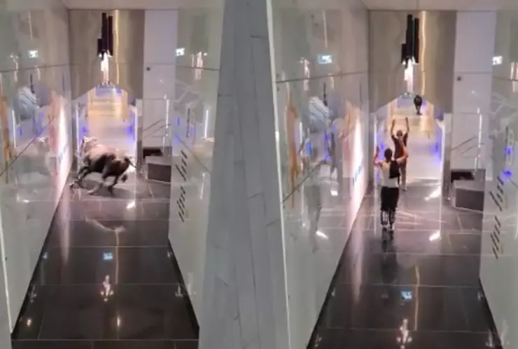 Toro entra en oficinas de Israel.