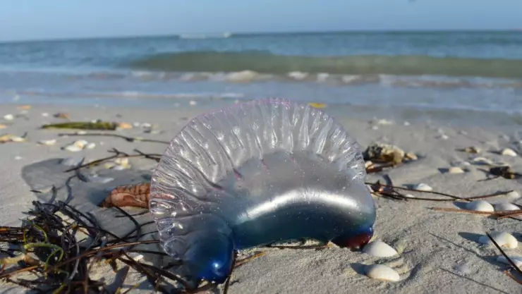 Hallan a medusa carabela en Yucatán.