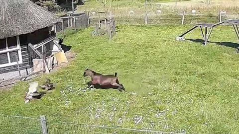 gallina_animales_halcon