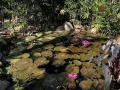 Jardín-Botánico-Acapulco.jpg