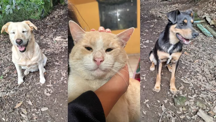 Fiscalía lanza una agencia para proteger a los animales en la CDMX