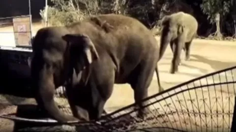 FOTOS | Elefantes ingresan a escuela primaria y destruyen todo a su paso: ¡TODO FUE CAPTADO!