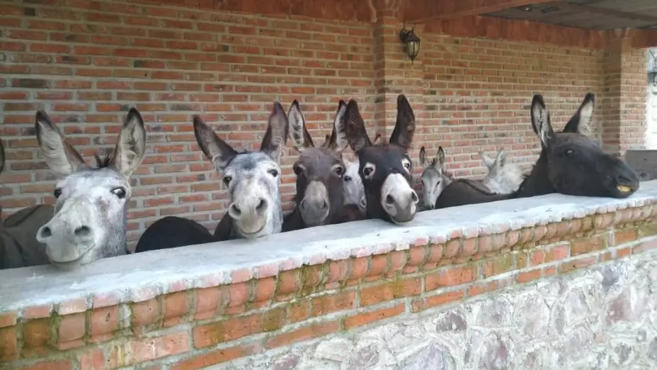 Burrolandia