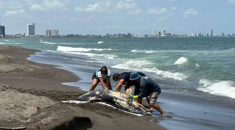Hallan a delfín muerto en playa Alvarado Veracruz