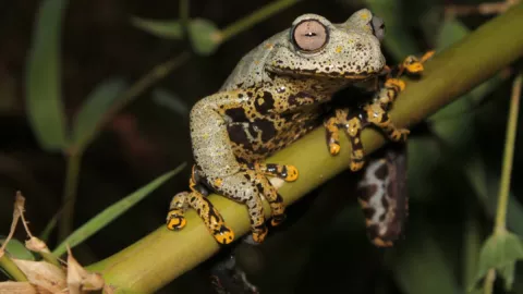 Nombran a nueva especie de rana por JRR Tolkien