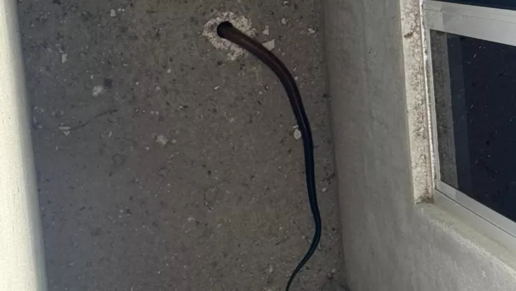 Víbora escapa por tubería en Playas de Tijuana