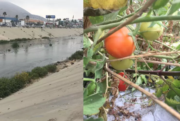 Tomates en la canalización