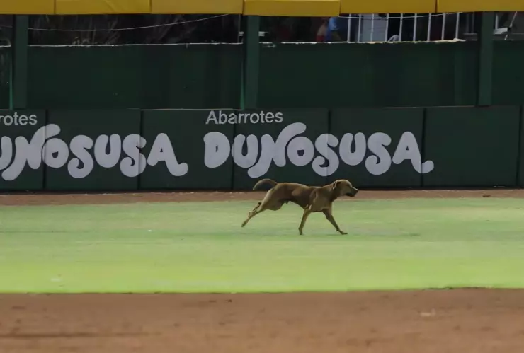 FOTOS Perrito interrumpe juego de los Leones de Yucatán en el estadio de Béisbol Víctor Cervera Pacheco