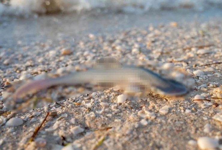 Casi 30 crías de tiburón son halladas SIN VIDA en las costas yucatecas; las autoridades ya investigan