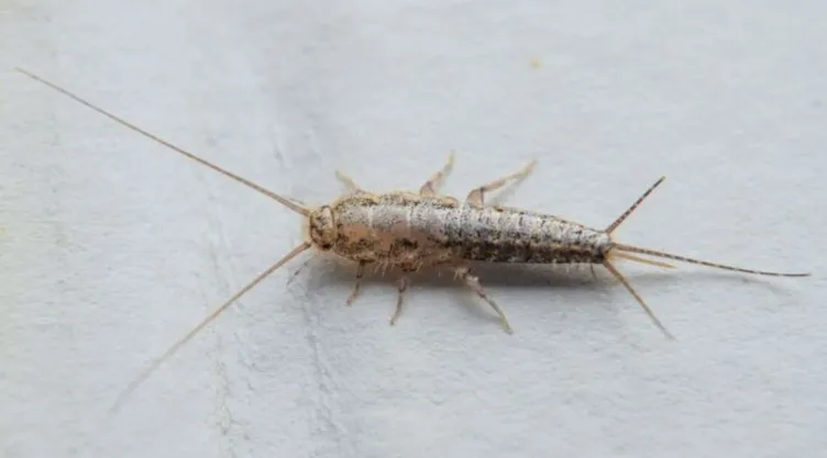 El pequeño invasor: los riesgos de tener pececillos de plata en tu hogar