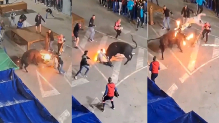 toro embestido