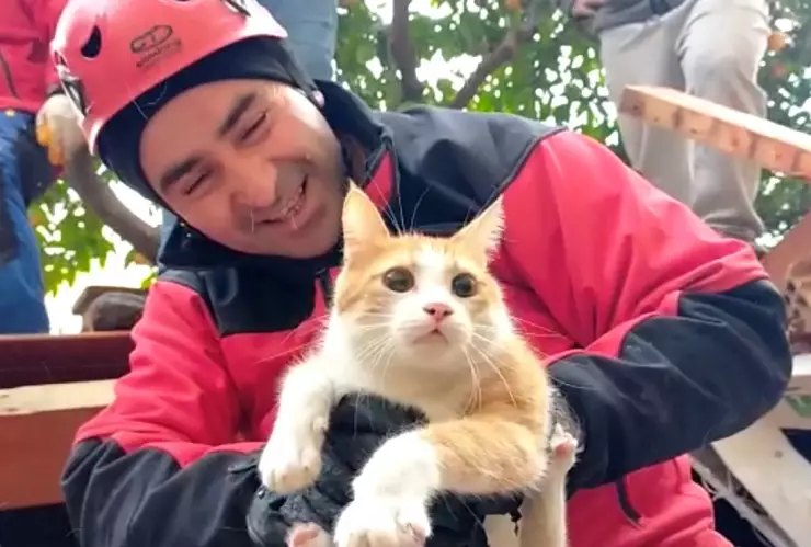 Rescatan a gato de los escombros en Turquía