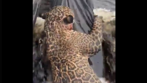 Rescatan a jaguar con heridas de bala en Río Negro, Brasil.png