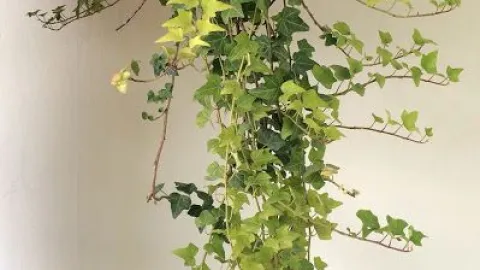 5 plantas de interior que son ideales para poner en el baño como decoración: no requieren de cuidados