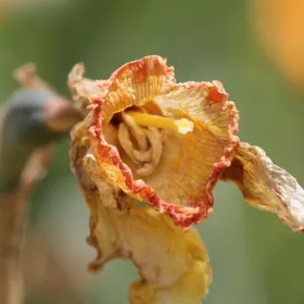 /estilo-de-vida/significado-planta-marchite-dentro-casa-fegn-shui