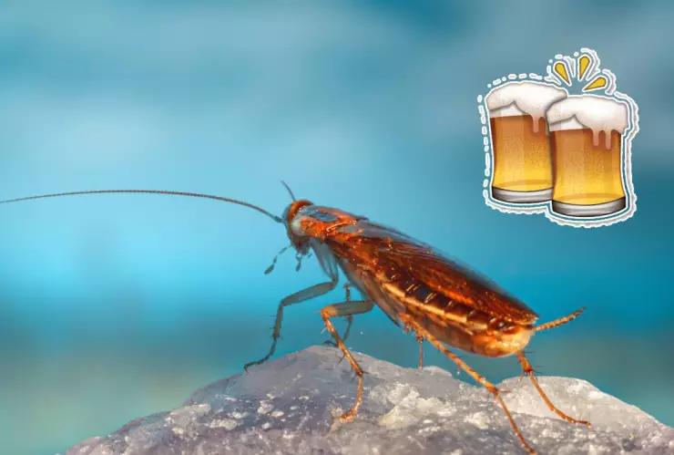 ¿La cerveza sirve para ahuyentar a las cucarachas_