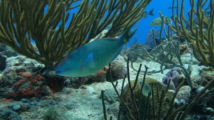 Reconocen la protección de arrecifes y playas en Quintana Roo