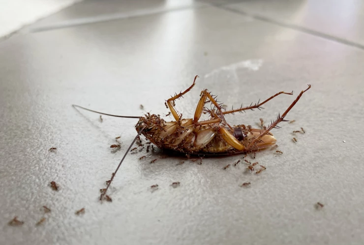 Existen diversas plantas que puedes tener en tu cocina para evitar que las molestas cucarachas te visiten