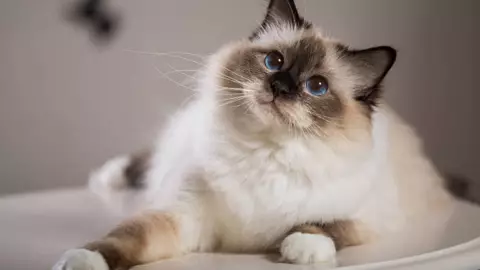 &iquest;Como cuidar bien a los gatos?