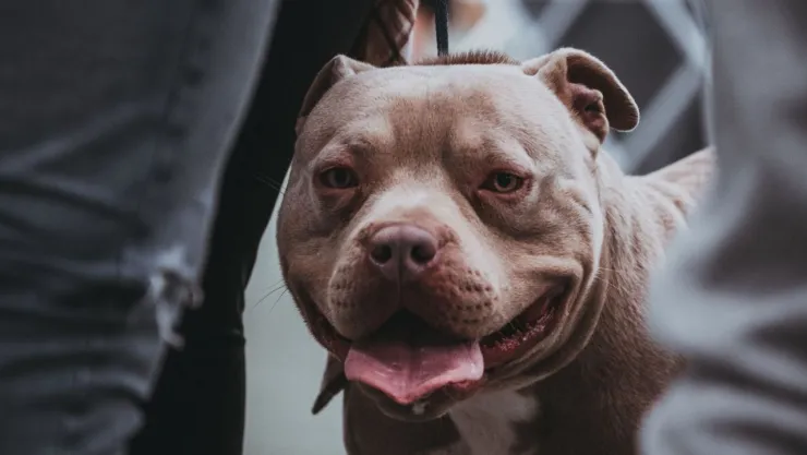 Rescatan a tres pitbulls abandonados dentro de camioneta en Tijuana