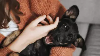 ¿Pasajeros de avión pueden viajar con mascotas? Profeco responde