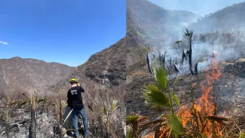 FOTOS: Incendio Forestal dañó flora en el Cerro de Tecoma en Jolalpan, Puebla; fue liquidado