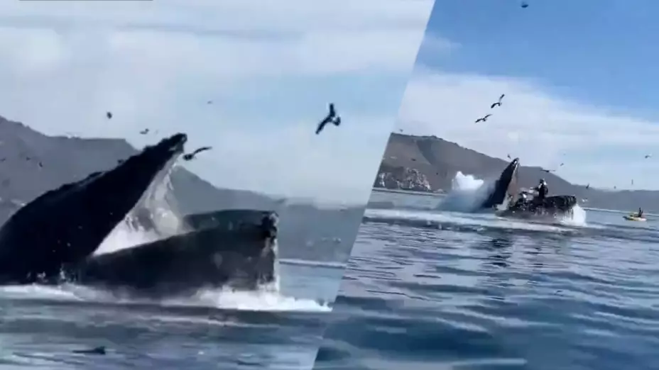 Ballena se traga a dos mujeres.jpg