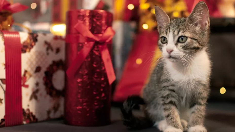 Por qué no se deben regalar animales en Navidad