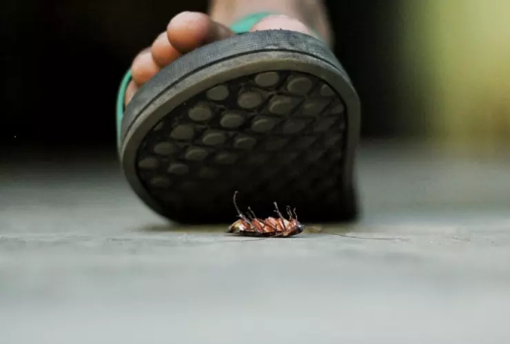 ¿Sabías qué NO debes pisar las cucarachas para matarlas?