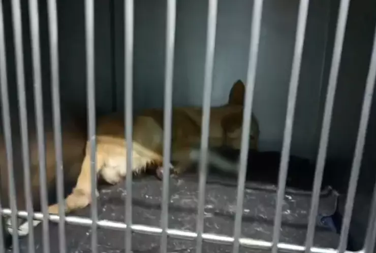 VIDEO | Perrita es internada tras un intento de mutilación en la colonia El Campesino; un sujeto la agredió con cuchillo