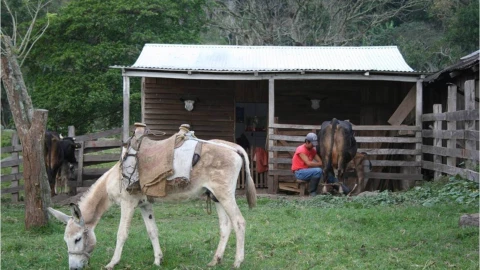 Burros no est&aacute;n en peligro de extensi&oacute;n 