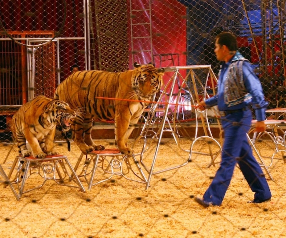 Los decomisos se hicieron porque los encargados de los circos no acreditaron la procedencia legal de los especímenes y por faltas al trato digno hacia éstos