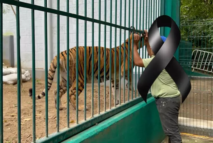 Muere tigresa del Zoológico de Veracruz