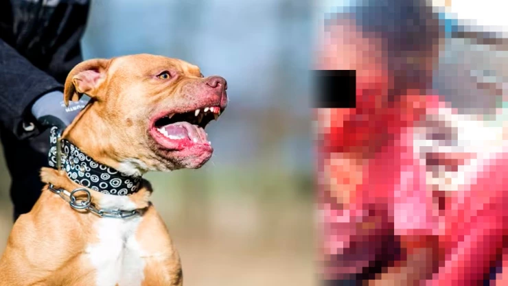 El niño falleció a causa de las mordidas de los Pitbulls