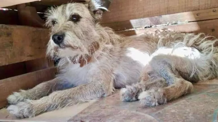 Fomentan adopción y tutela responsable de animales de compañía.jpg