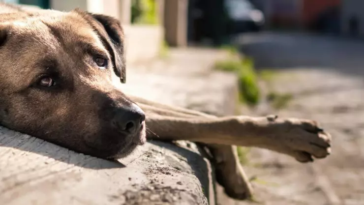VIDEO_ Joven mata un perro con una patineta y lo evidencia en las redes.jpg