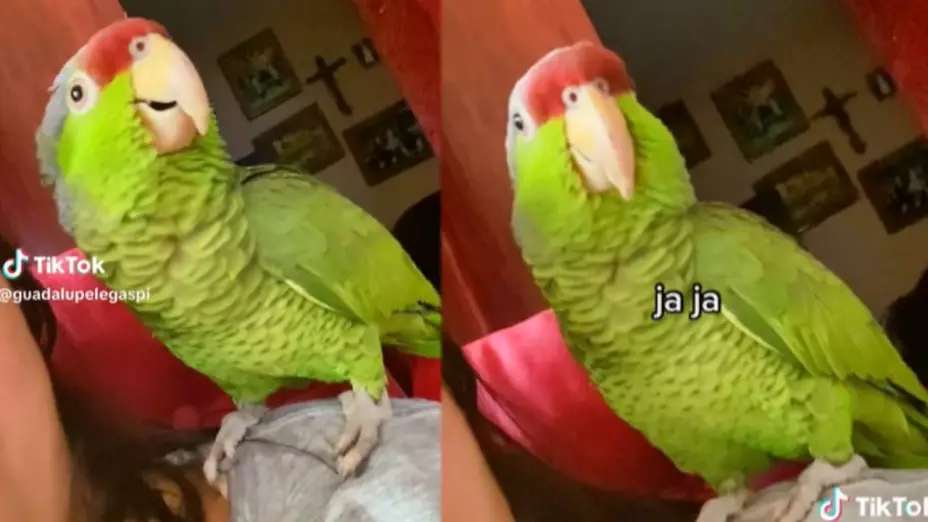 VIDEO: “Dale, dale”, perico canta el himno de las Chivas