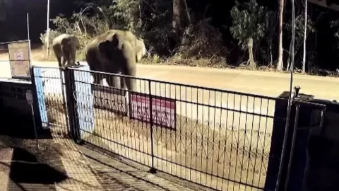 Cámaras de seguridad captaron la llegada de dos elefantes salvajes a una escuela de Tailandia