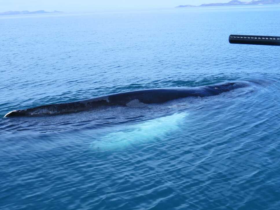 Ballena se atora en una malla en Baja California Sur