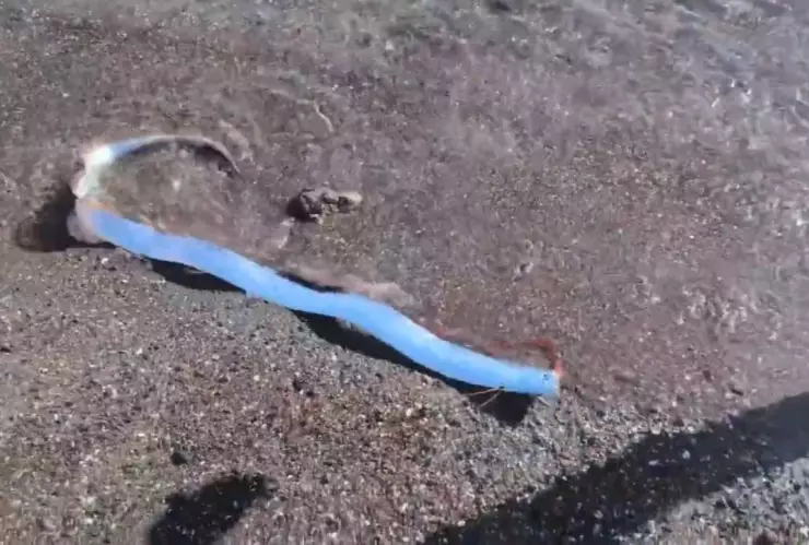 ¿Mal presagio? Pez remo aparece en playa de México: VIDEO