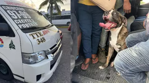 FOTOS ¿Es tuyo Reportan a perro perdido en Cancún que subió a una combi.jpg