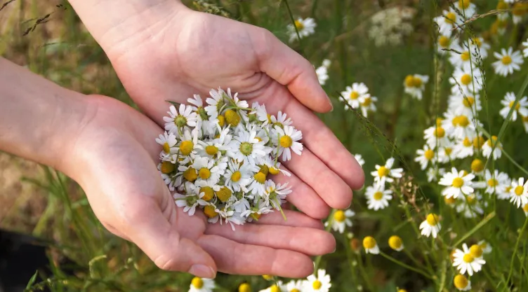 plantas medicinales que puedes encontrar en México