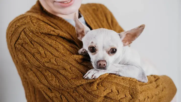 Proteger a tus mascotas del frío