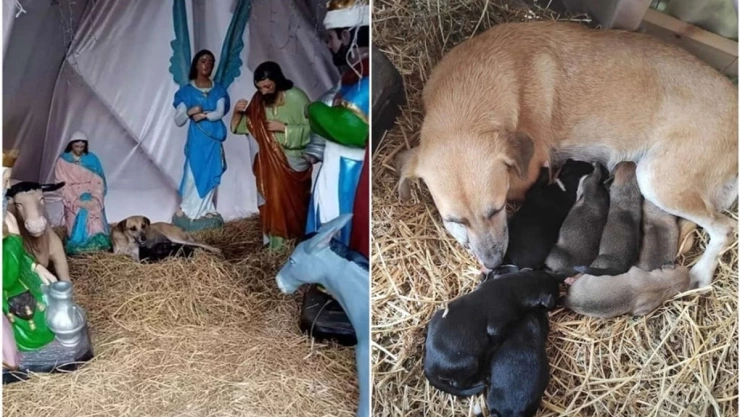 perrita da a luz en nacimiento