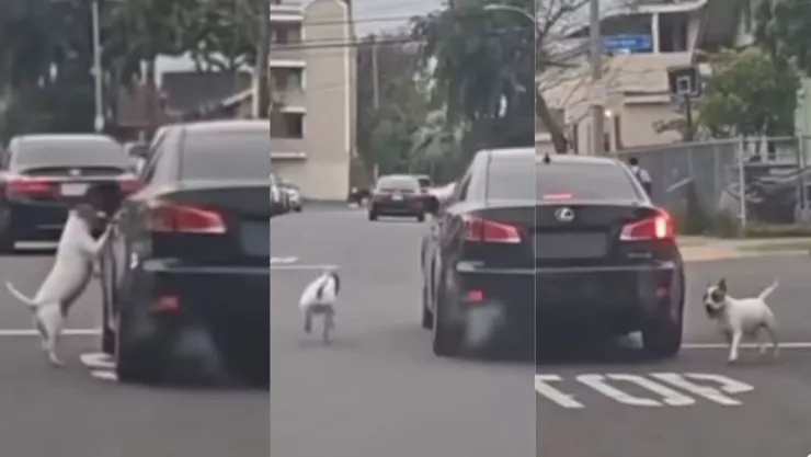 crueldad-animal-perro-arrojado-auto-calle-lomito-abandonado-video